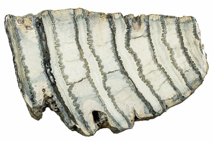 Polished Mammoth Molar Slice - South Carolina #335394